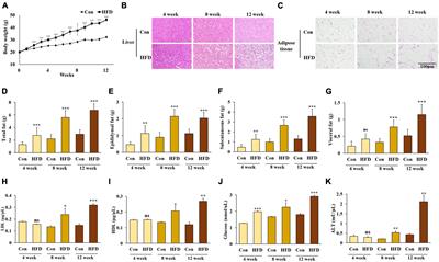 Adipose tissue-derived exosomes contribute to obesity-associated liver diseases in long-term high-fat diet-fed mice, but not in short-term